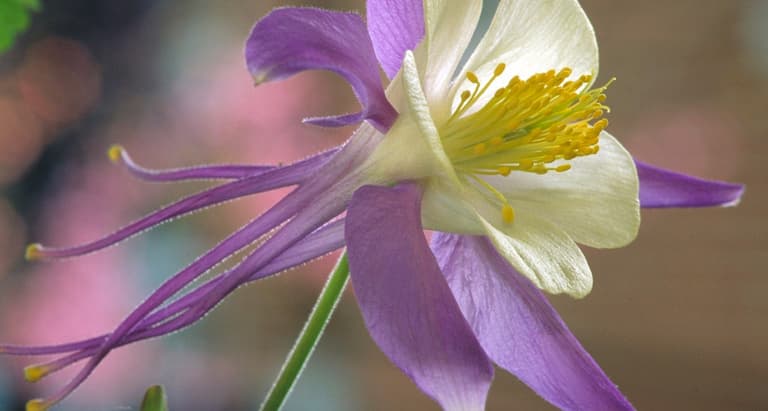 Colorado State Flower - The White and Lavender Columbine - ProFlowers Blog