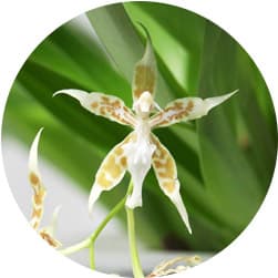 Orchid Care Guide ProFlowers