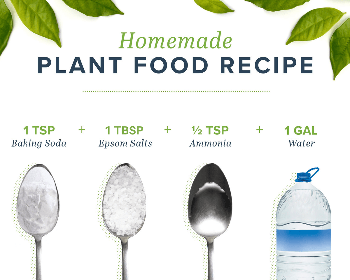 Homemade Plant Food to Keep Your Plants Happy | ProFlowers