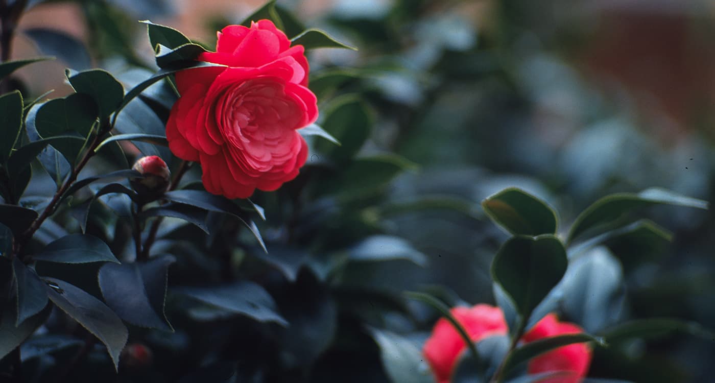Alabama State Flower The Camellia ProFlowers Blog Alabama state flower the camellia proflowers blog
