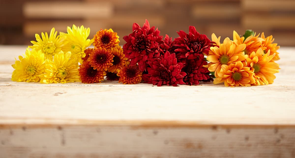 Fall Flowers Guide - ProFlowers Blog