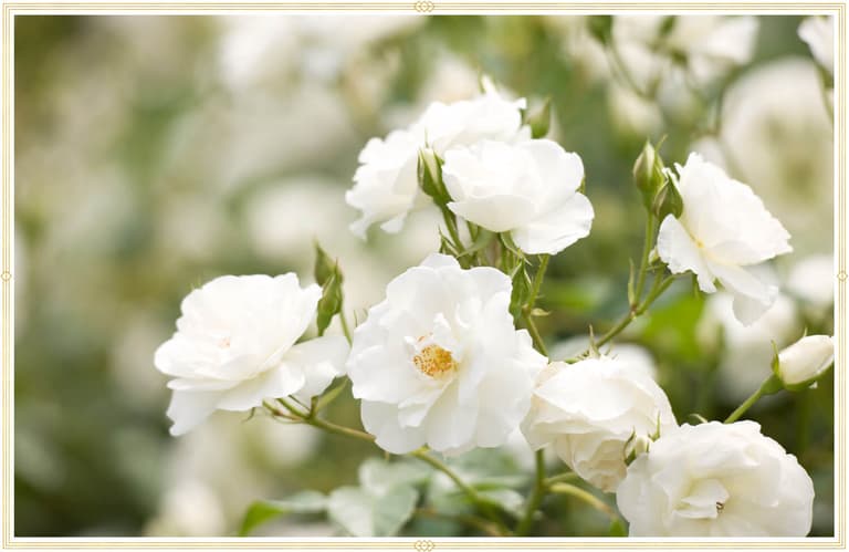 History and Meaning of White Roses - ProFlowers Blog